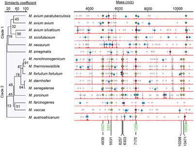 Characterization and Differentiation of Mycobacterium avium subsp. paratuberculosis from Other Mycobacteria Using Matrix Assisted Laser Desorption/Ionization Time-of-Flight Mass Spectrometry